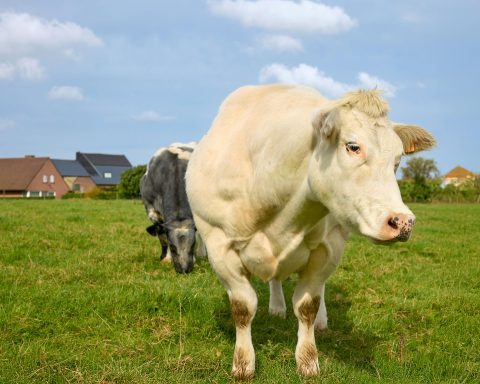 pexels-erwin-bosman-118283-35359214