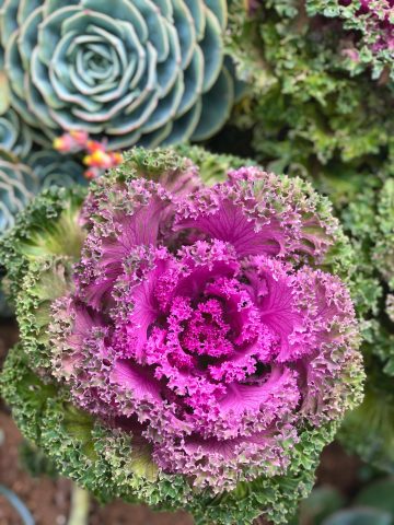 pexels-vanessa-p-273294-5905540